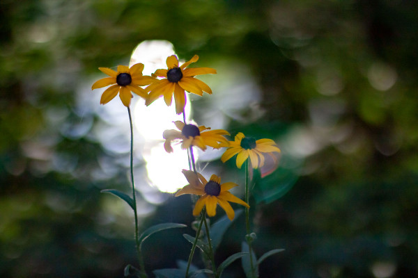 Marguerites (tache de lumière)